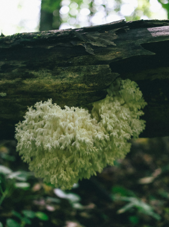 Unlock Your Mental Edge: How Lion’s Mane Gummies Support Focus & Clarity